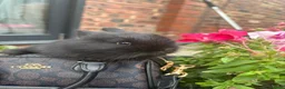 Netherland Dwarf rabbits for sale: Gorgeous mini dwarf lionheads - Advert 3