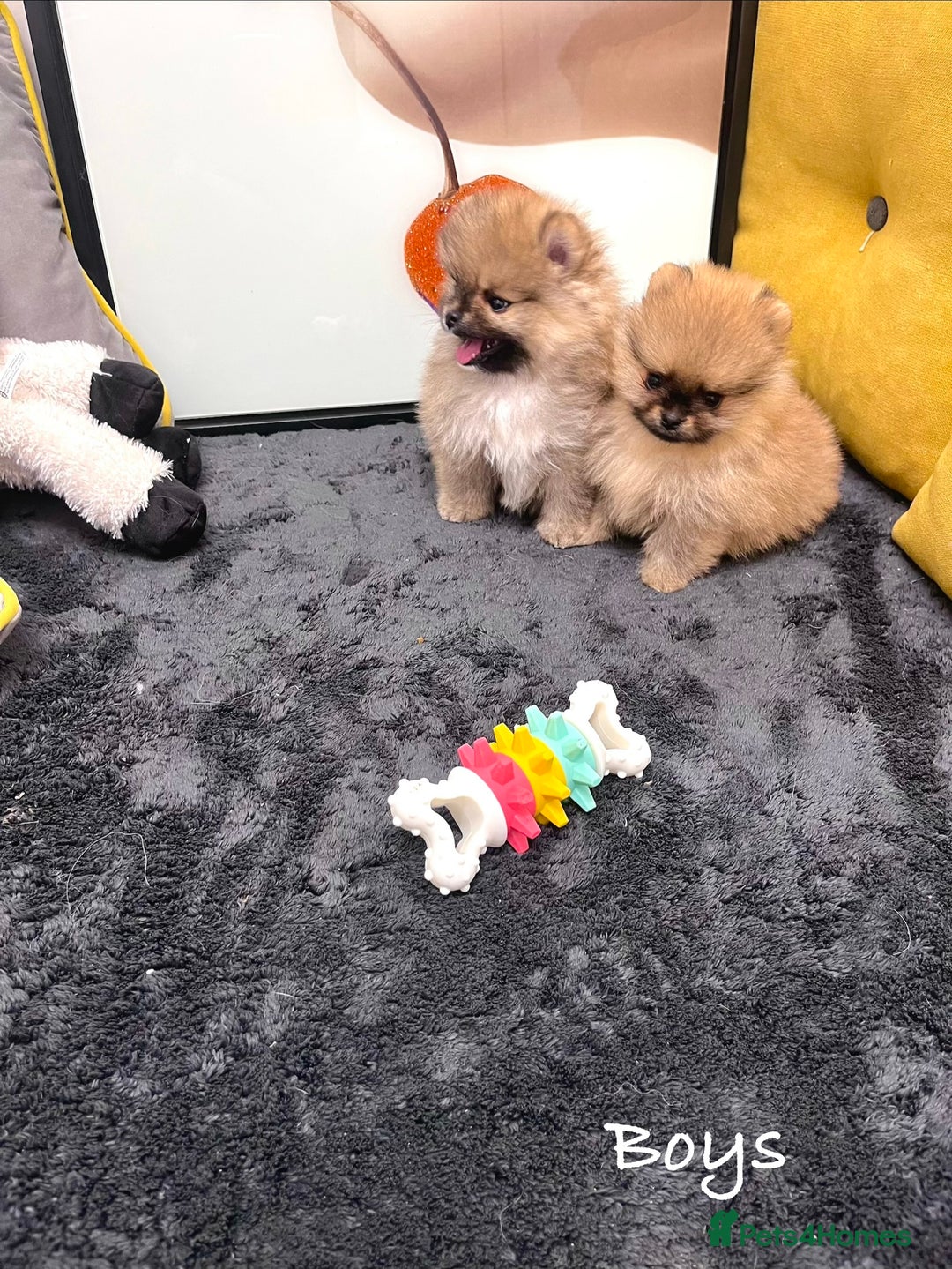 Pomeranian dogs for sale: 🔥🔝 Quality 🏆Championship 🧸Teddy Bears - Advert 12