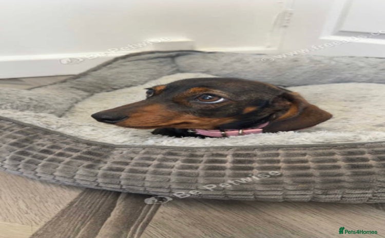 Dachshund dogs For sale beautiful miniature dachshund girl - Advert 1