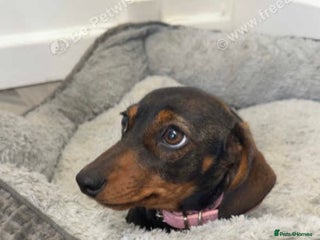 Dachshund dogs for sale: For sale beautiful miniature dachshund girl - Advert 1