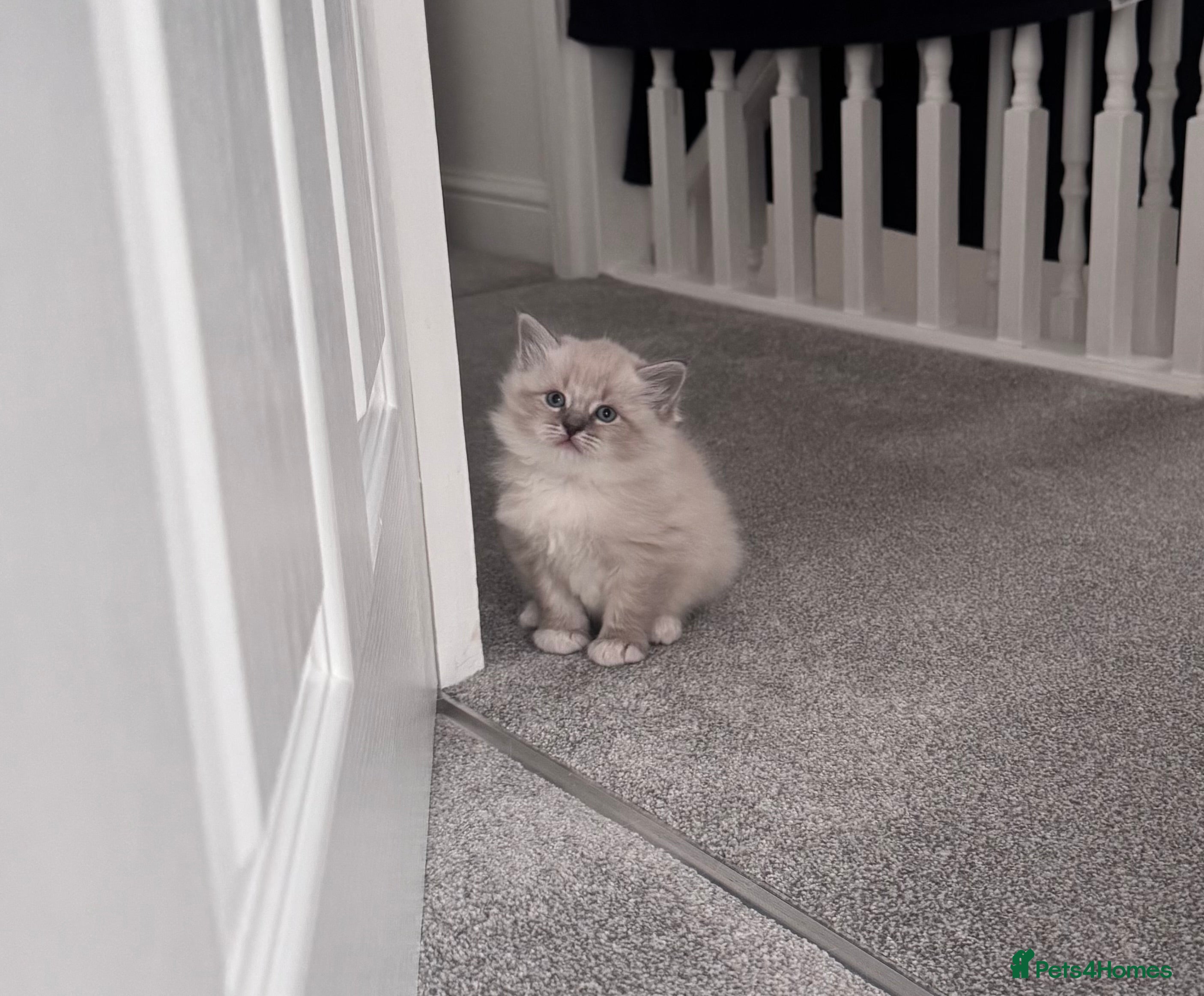 Siberian cats Little Fluffy Hypoallergenic Siberian Babies 🐾 - Advert 5