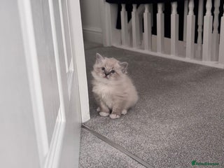 Siberian cats Little Fluffy Hypoallergenic Siberian Babies 🐾 - Advert 6
