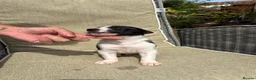 Lurcher dogs for sale: Fabulous lurcher pups  - Advert 21