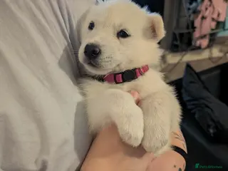 Siberian Husky dogs ( LAST ONE) pure white siberian huskys - Advert 4