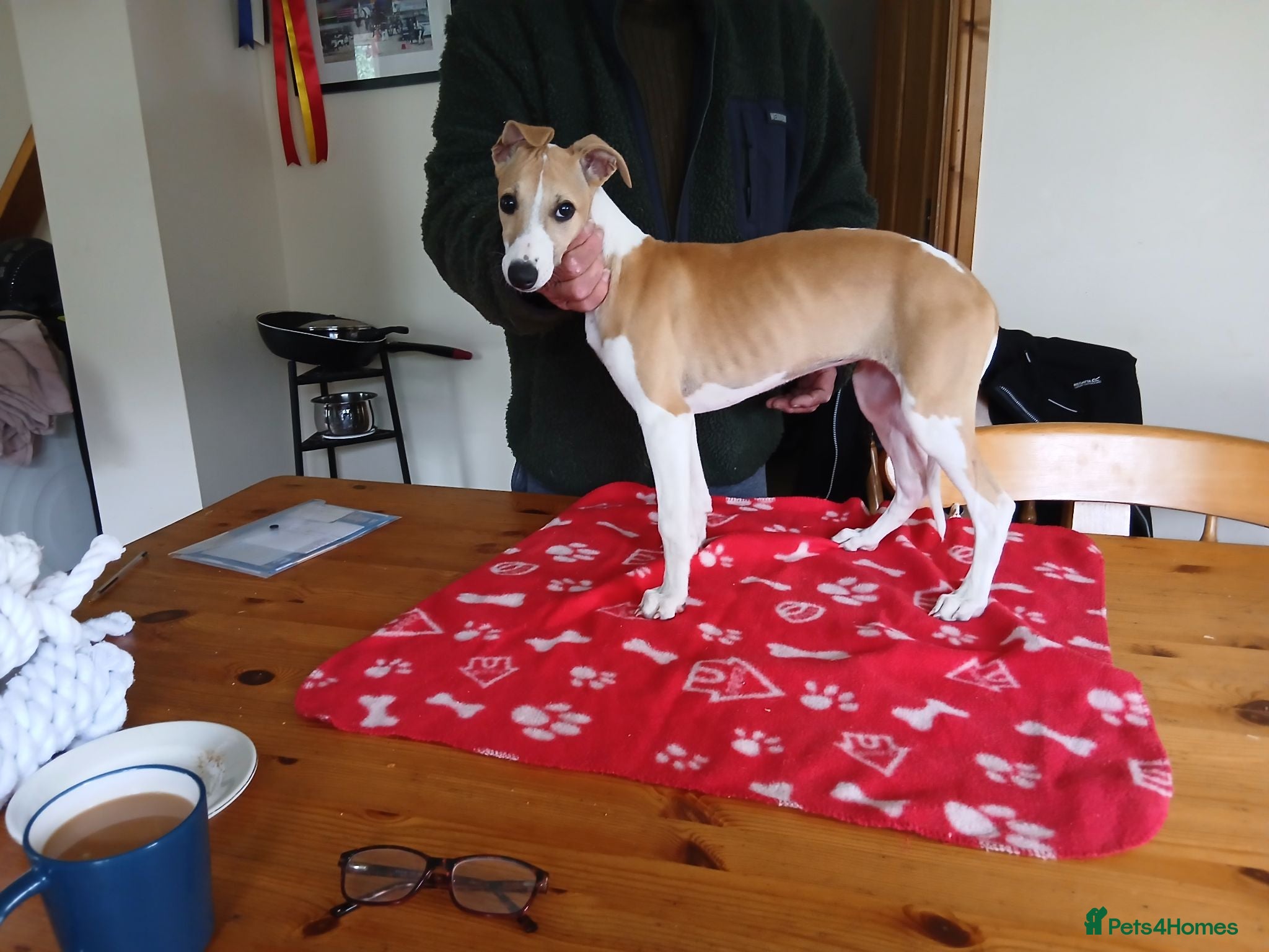 Whippet dogs Pedigree whippet puppy  - Advert 2