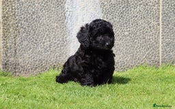 Cavapoochon dogs for sale: Beautiful Cavapoochon puppies for sale - Image 14