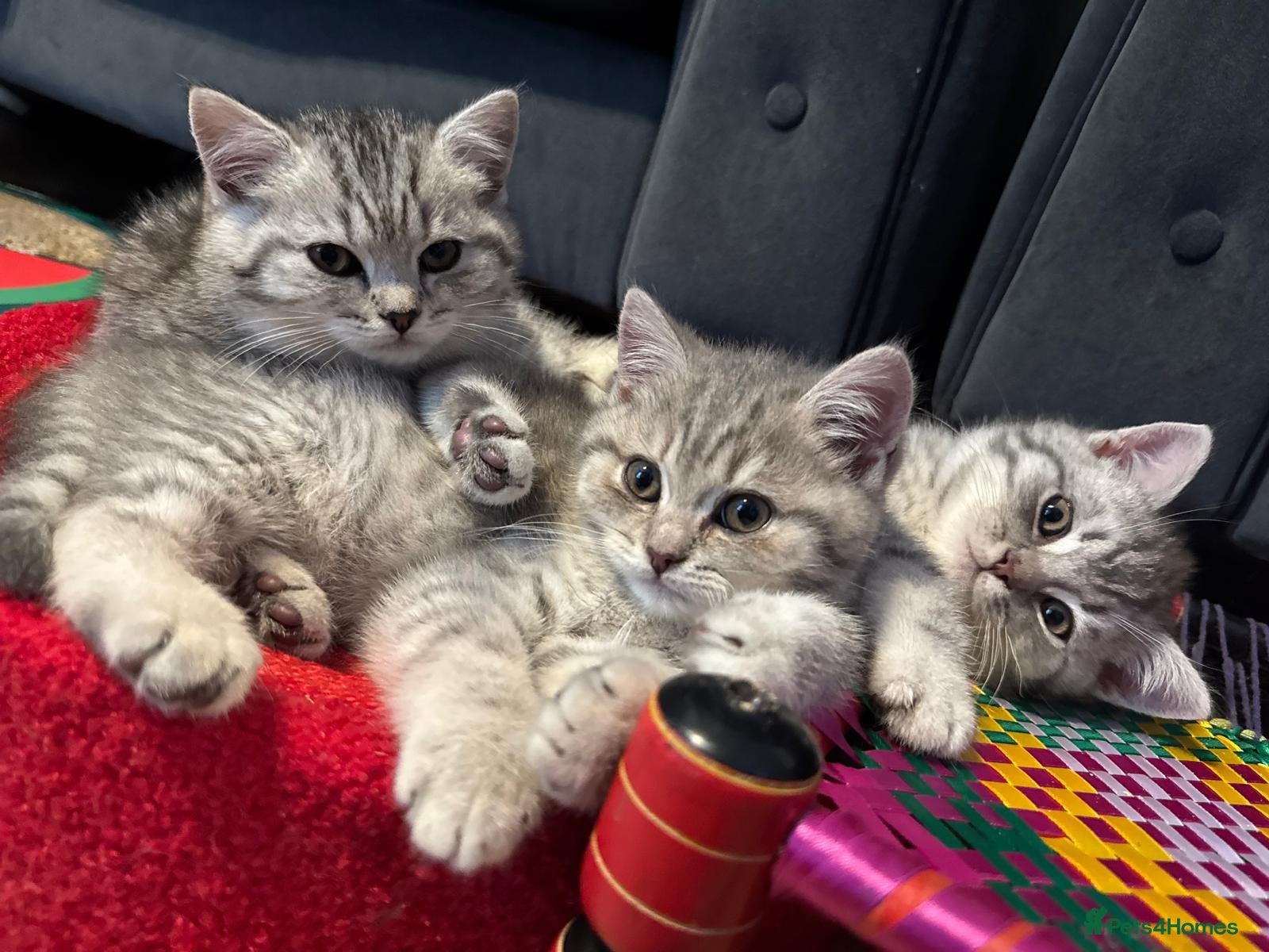 British Shorthair cats *Ready to leave 2 weeks* GCCF BSH silver tipped  - Advert 2