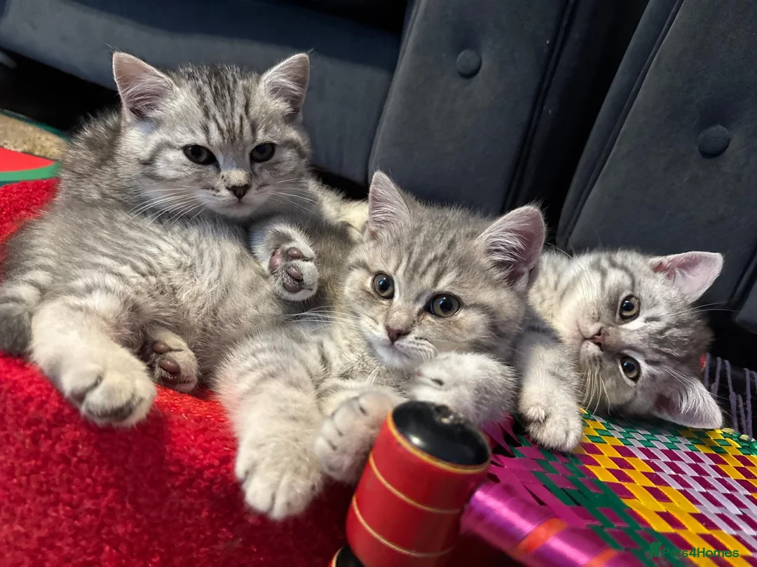 British Shorthair cats for sale: *Ready to leave 2 weeks* GCCF BSH silver tipped  - Advert 2
