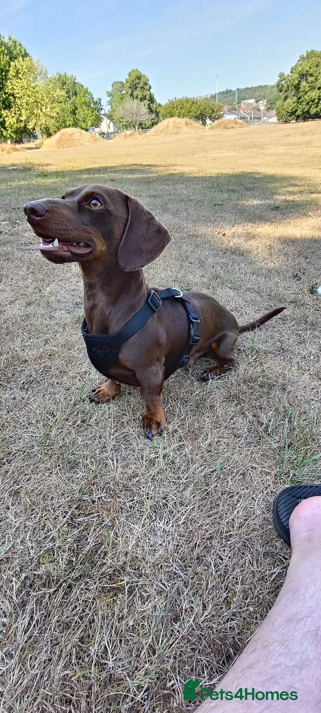 Miniature Dachshund dogs for stud: Dachshund for stud in Hengoed - Advert 2