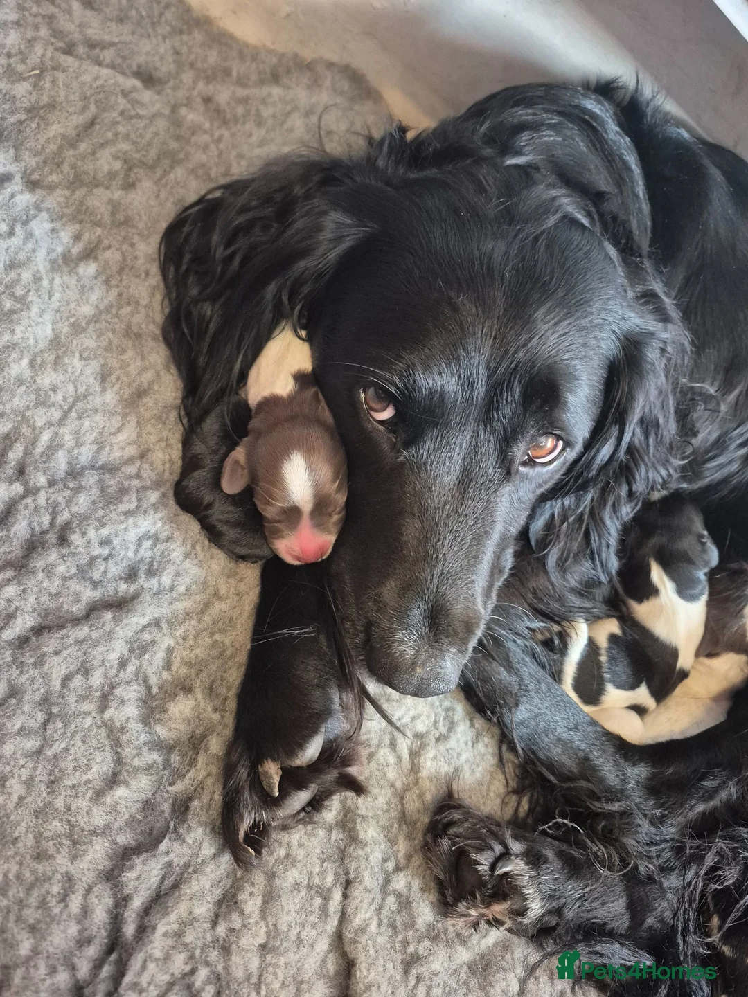 Springador dogs for sale: Springador X English springer spaniel pups - Advert 28