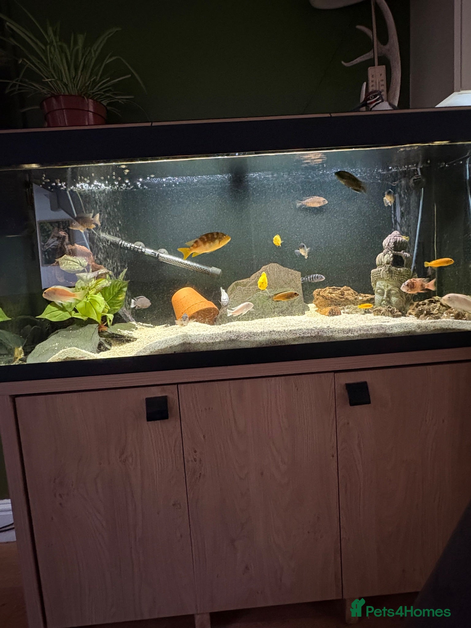 Cichlids fish African Cichlids  - Advert 1