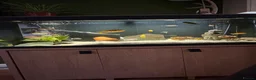 Cichlids fish for sale: African Cichlids  - Advert 1