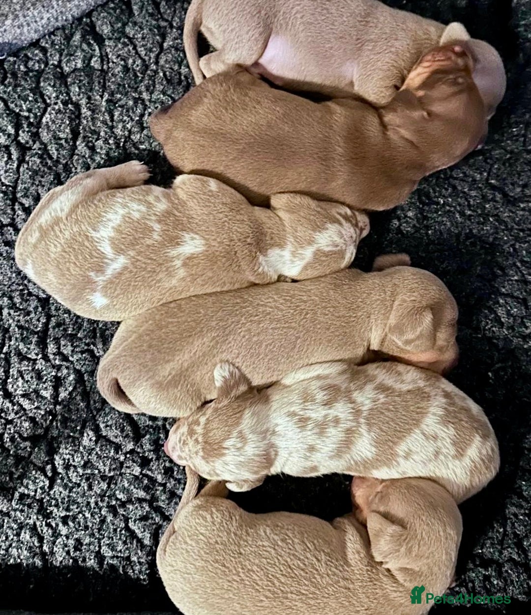 Miniature Dachshund dogs for sale: KC Miniature Isabella Dapple Dachshunds - Image 6