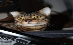 Bengal cats for sale: 7 years old Bengal cat  - Image 1