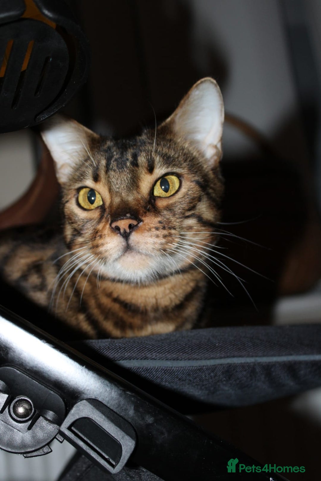Bengal cats for sale: 7 years old Bengal cat  - Image 1