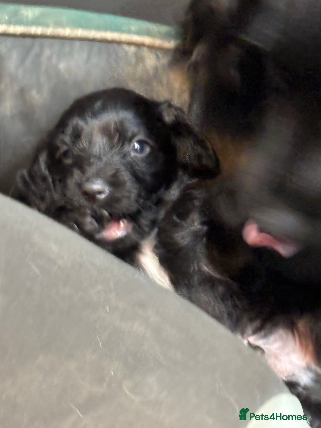 Cocker Spaniel dogs for sale: Cocker spaniel puppy - Advert 6