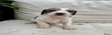 Mixed Breed 4