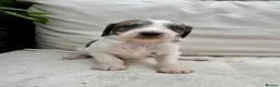 Mixed Breed dogs for sale: Bedlington x  Whippet Puppies  - Advert 6