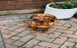 Labrador Retriever dogs for sale: Red fox golden retriever - Image 2