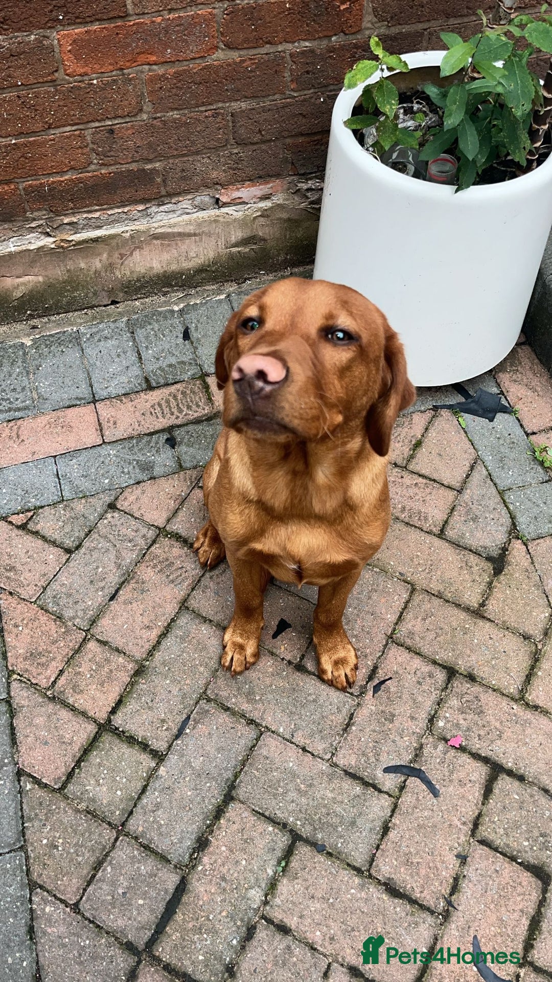 Labrador Retriever dogs for sale: Red fox golden retriever - Image 2