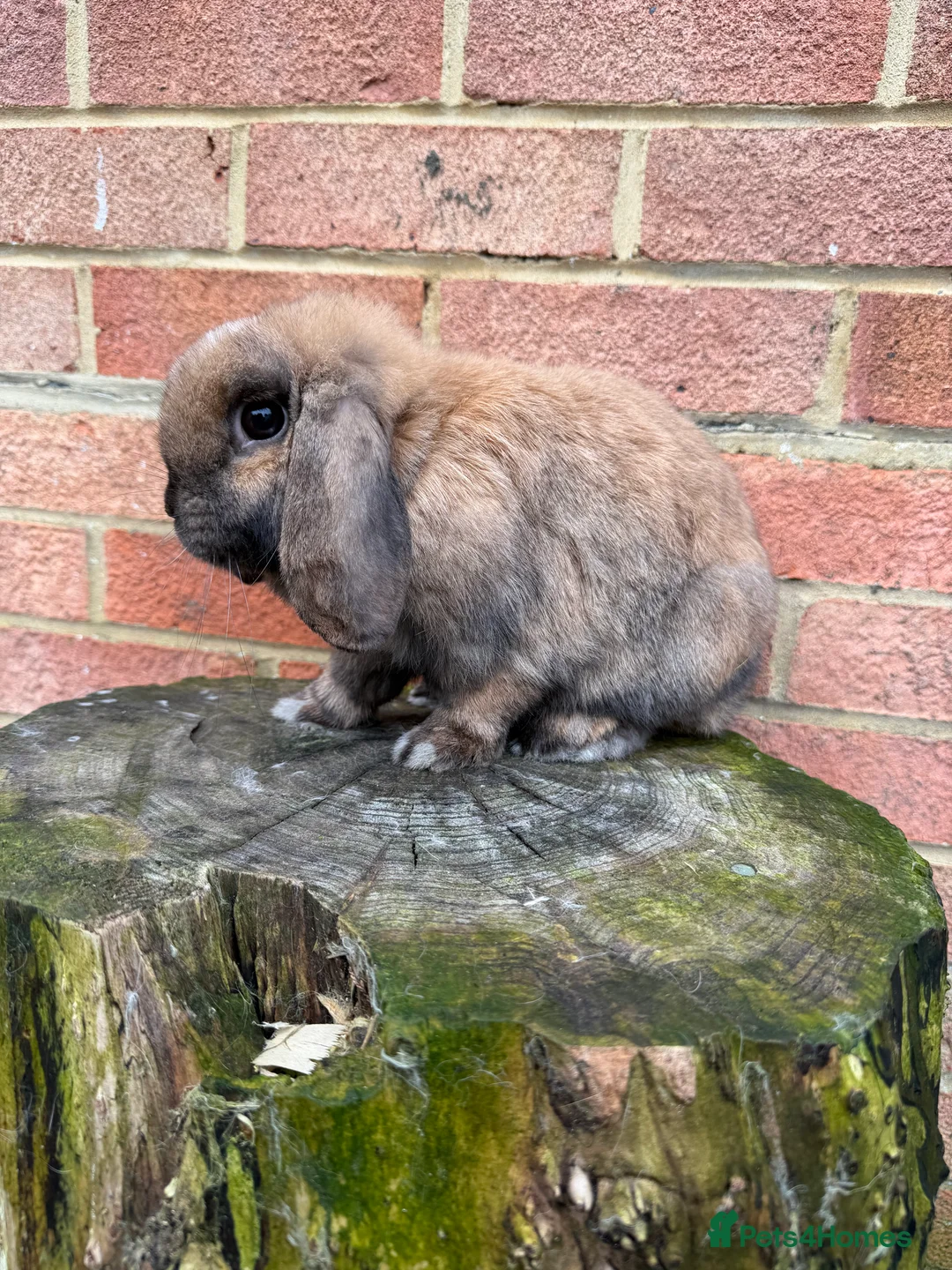 Mini Lop rabbits for sale: Mini lop does  - Advert 12