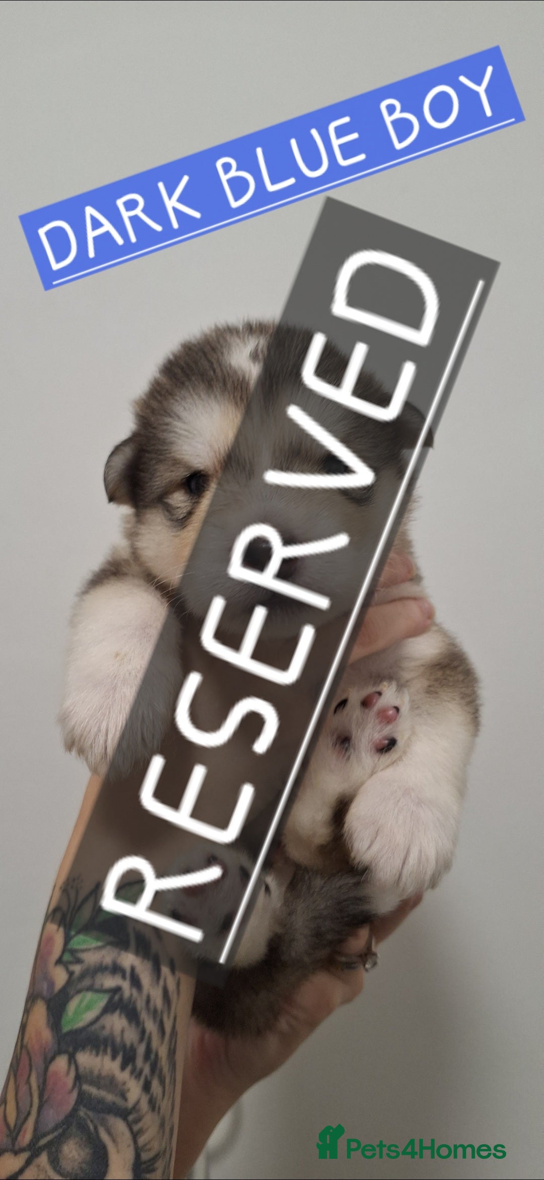 Mixed Breed dogs for sale: 10 Alaskan Shepherd puppies for sale - Advert 11