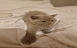 British Shorthair cats for sale: British shorthair kittens  - Image 4