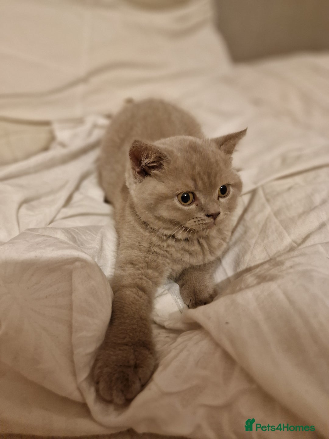 British Shorthair cats for sale: British shorthair kittens  - Image 4