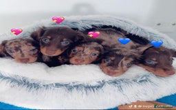 Miniature Dachshund dogs for sale: Quality miniature long hair choc & tan dapples - Image 7