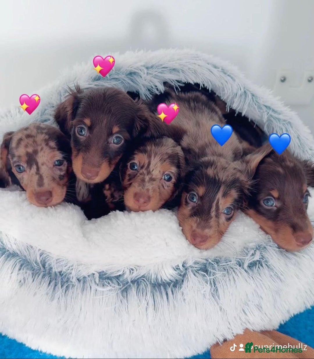Miniature Dachshund dogs for sale: Quality miniature long hair choc & tan dapples - Image 7