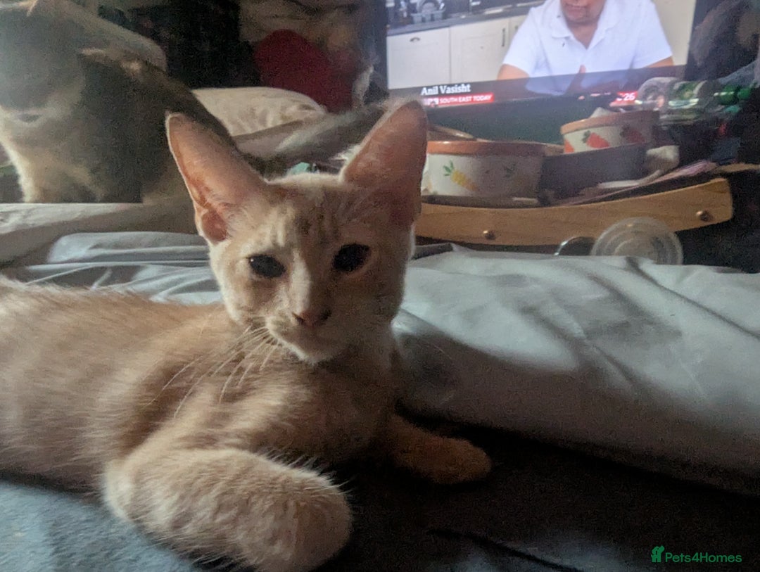 Mixed Breed cats for sale: Adorable short haired kittens - Image 1