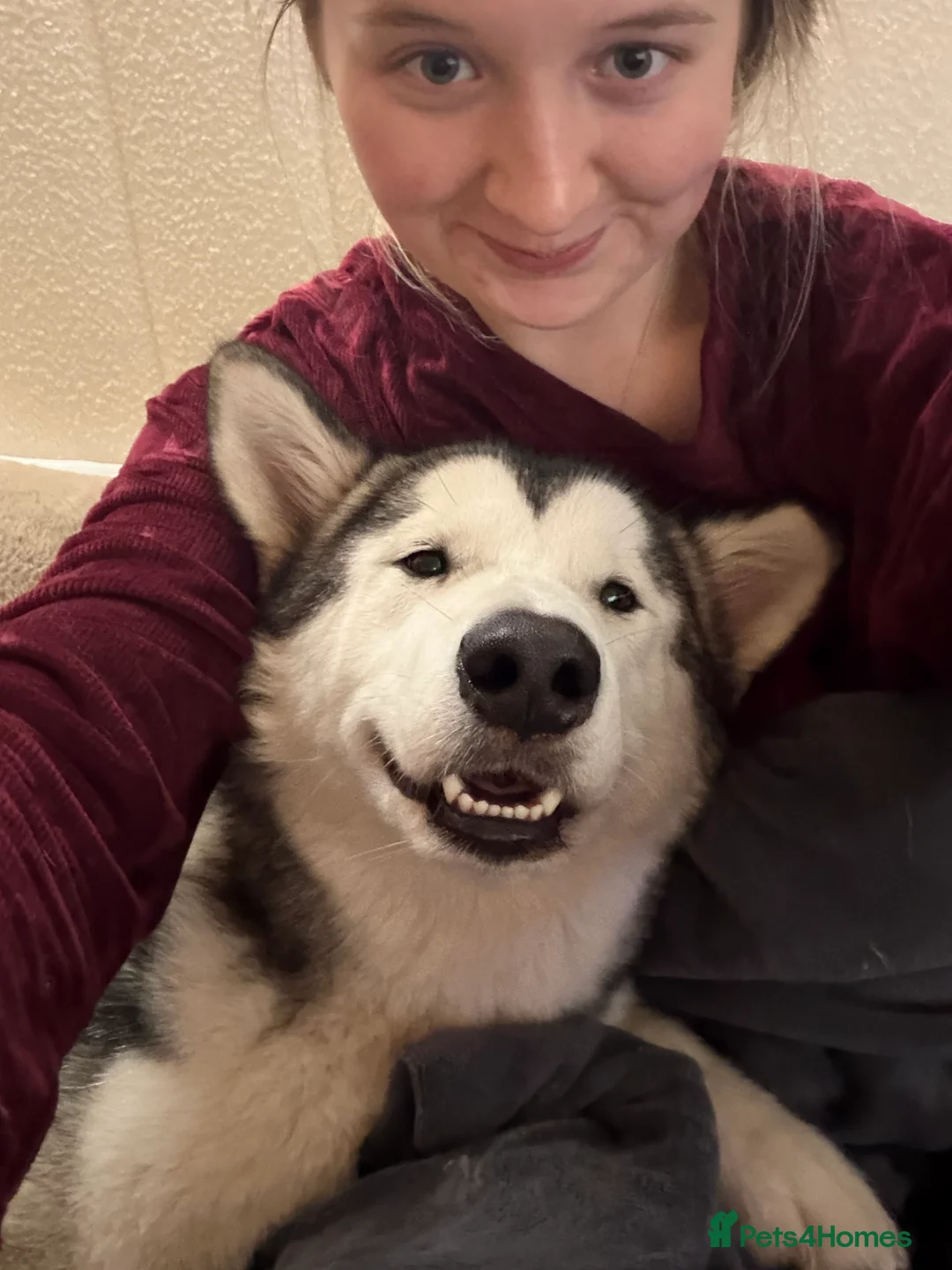 Alaskan Malamute dogs for sale: 2 female Alaskan malamutes 🩷 - Advert 10