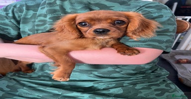 Cavalier King Charles Spaniel dogs - Advert 2