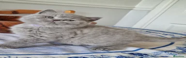 British Shorthair Kitten 2