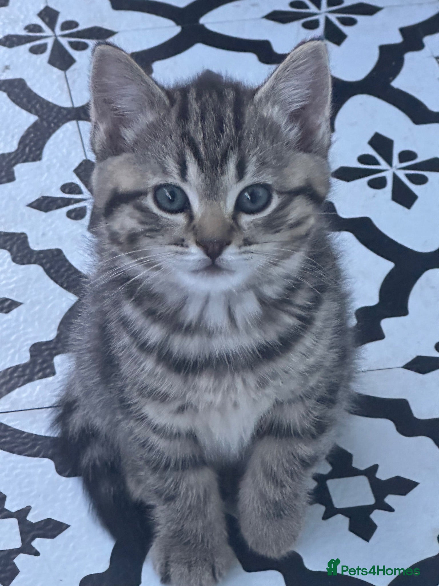 Mixed Breed cats Tabby female kitten - Advert 3