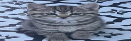 Mixed Breed cats for sale: Tabby female kitten - Advert 1