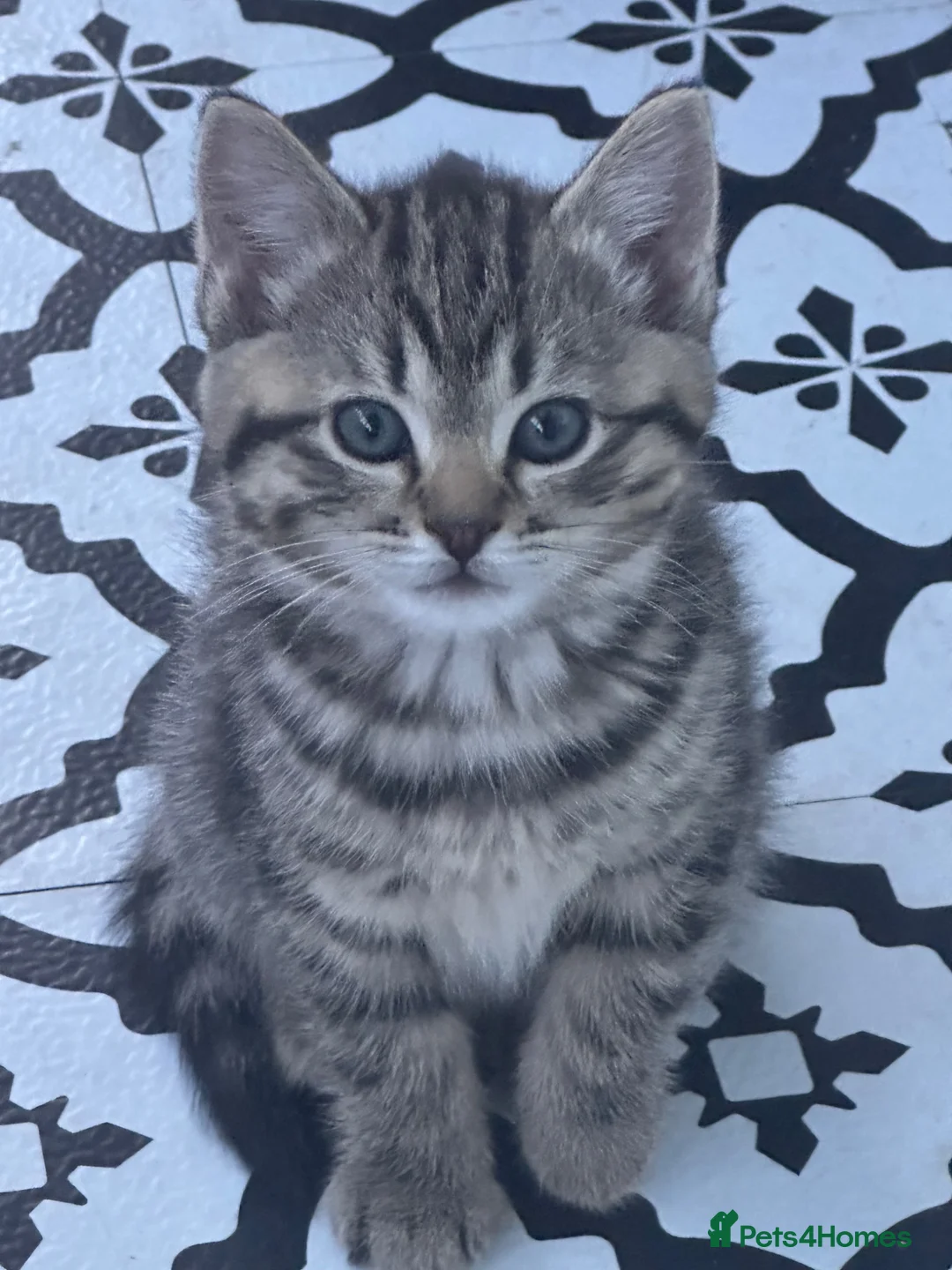 Mixed Breed cats for sale: Tabby female kitten - Advert 1