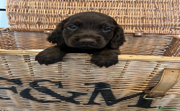 Cocker Spaniel dogs - Advert 1