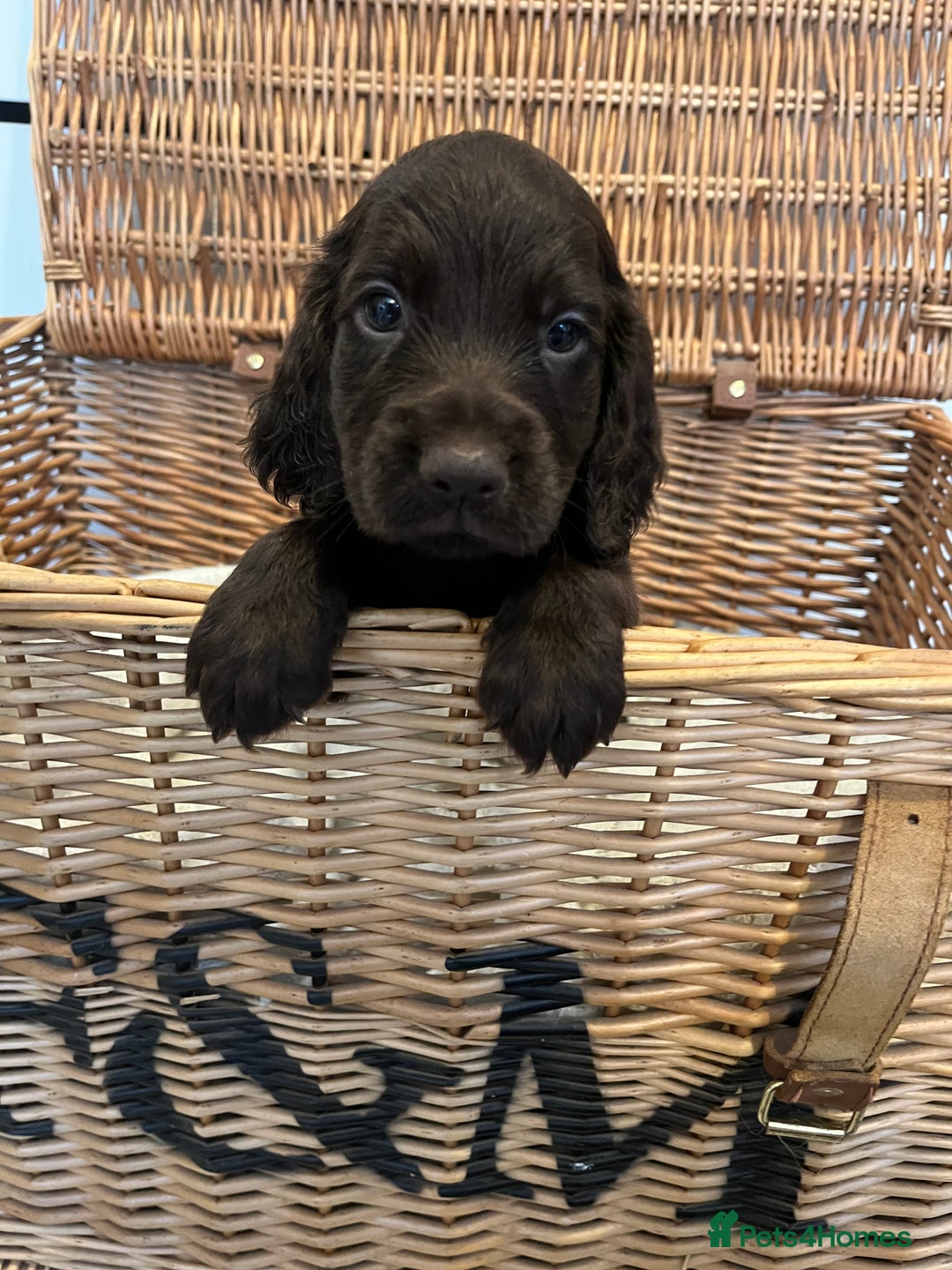 Cocker Spaniel dogs for sale: Beautiful healthy (vet checked) Cocker spaniels  - Image 6