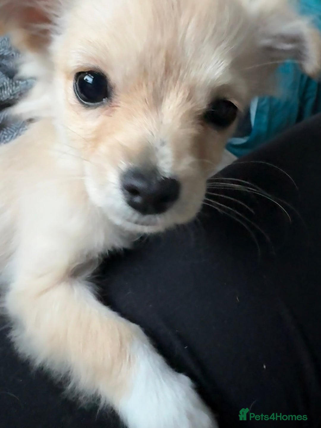 Chihuahua dogs for sale: Two beautiful fluffy chi girls  - Advert 2