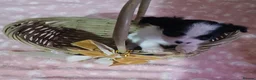 Chihuahua dogs for sale: Long haired  - Advert 3