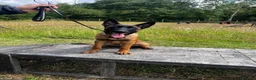 Belgian Shepherd Dog dogs for sale: World Champion Sired Puppies  - Advert 9