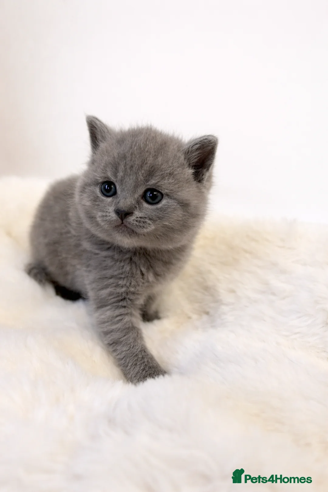 British Shorthair cats for sale: Blue British shorthair kittens🐾 - Advert 2