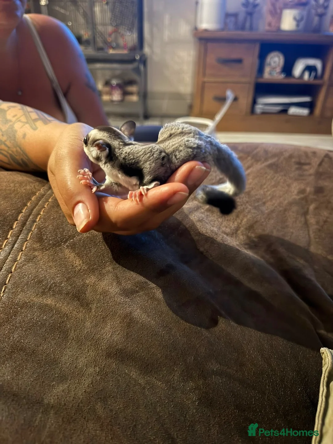 Sugar Glider rodents for sale: Female sugar glider  in Thatcham - Advert 6