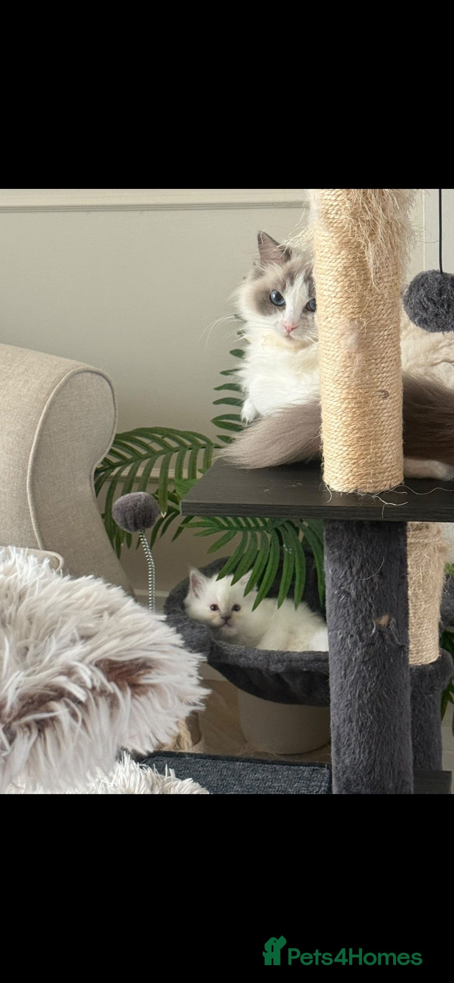Ragdoll cats HIGH QUALITY FLUFFY BOY RAGDOLL - Advert 4
