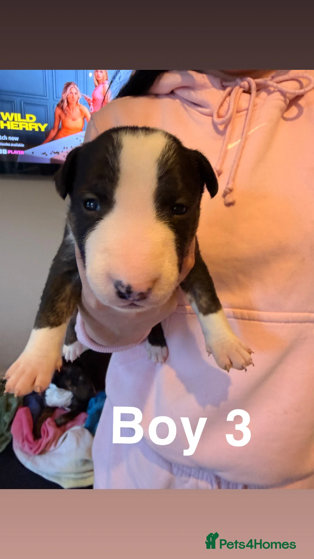 English Bull Terrier dogs for sale: KC registered English Bull Terrier Puppies - Advert 12