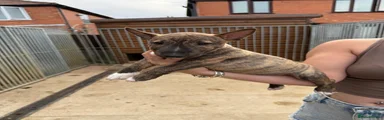 Miniature Bull terrier 3
