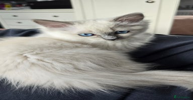 Ragdoll cats - Advert 7
