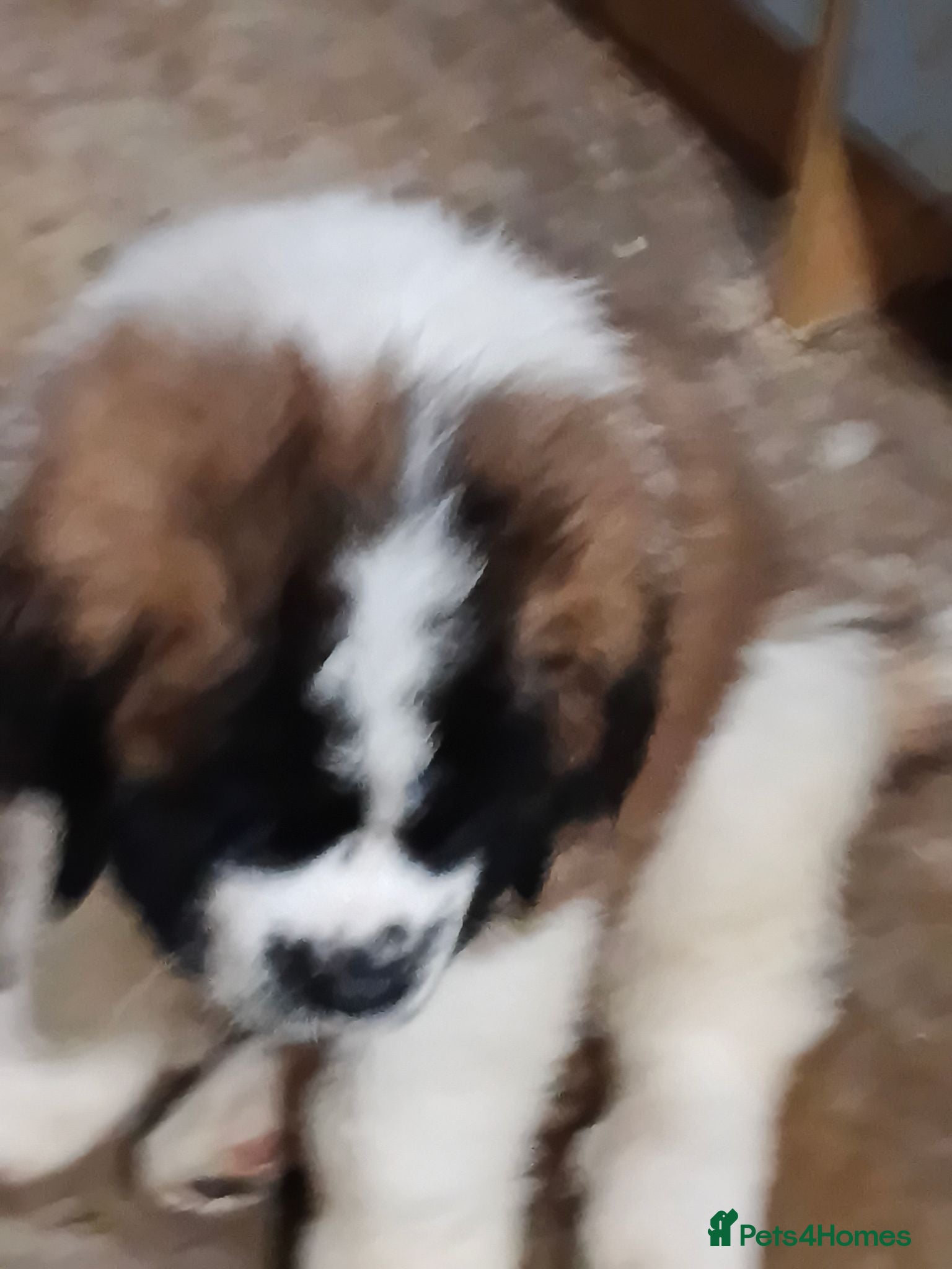 Saint Bernard dogs 23th August 2 stunning girls  available  - Advert 1