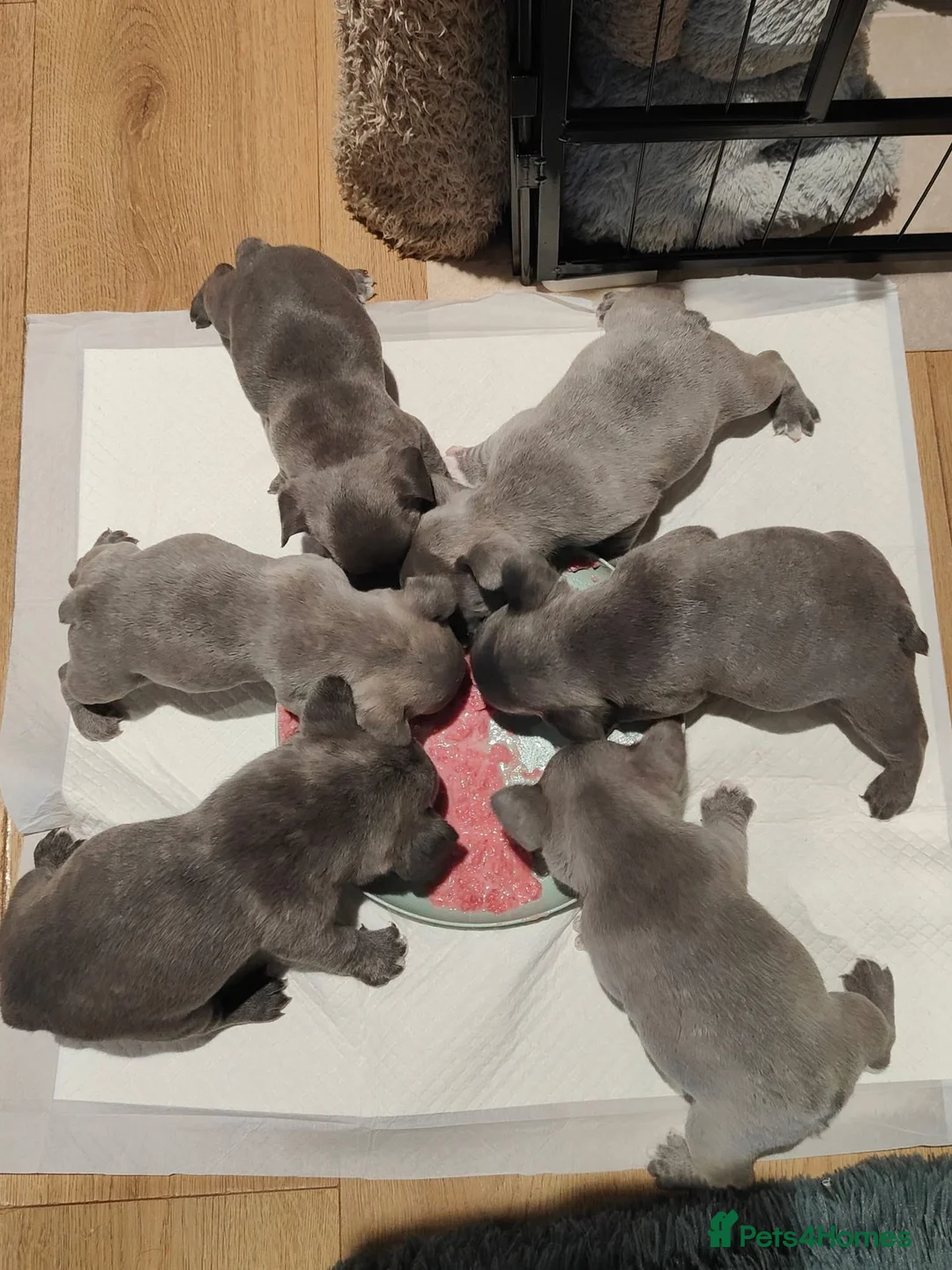French Bulldog dogs for sale: Gorgeous KC Reg Blue and Lilac Frenchies Babies - Advert 14